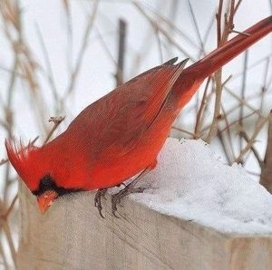 Meet your Posher, Barbara